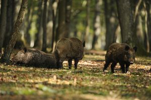 Muttertier mit Jungtieren im Wald, Wildschweine